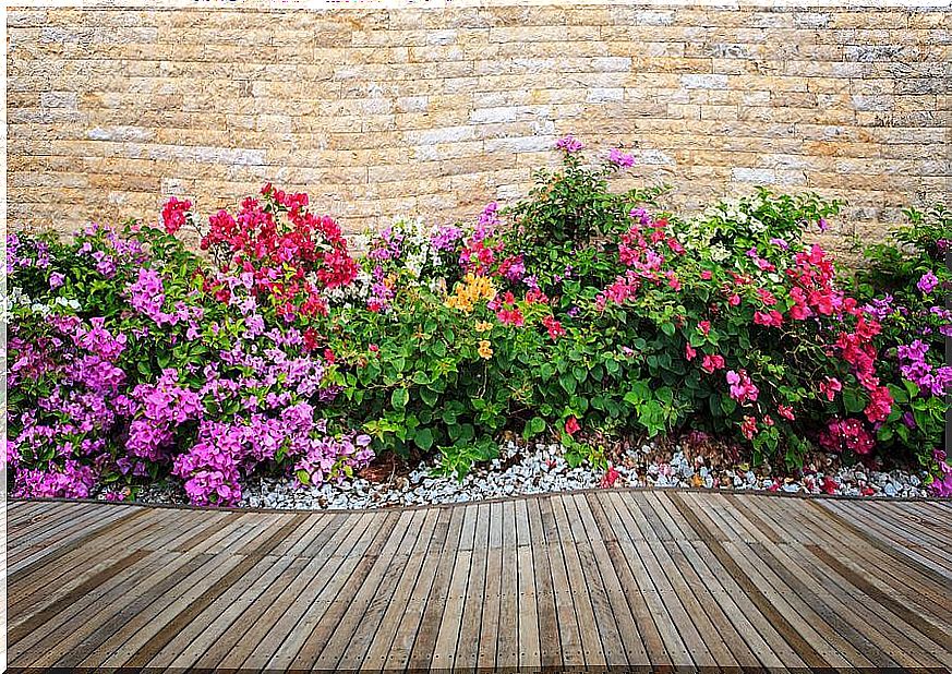 garden with flowers and stones