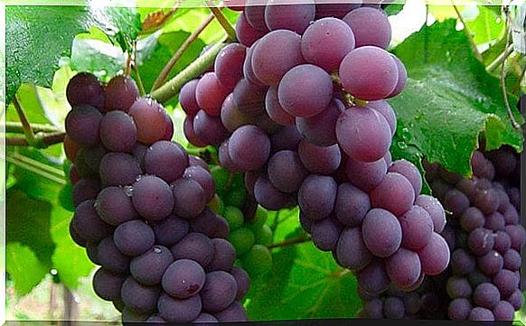 Fight constipation with grapes.