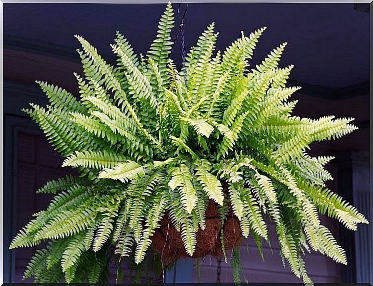 A fern 