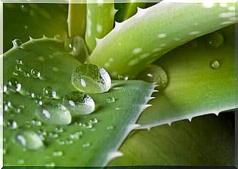 Aloe vera leaves. 