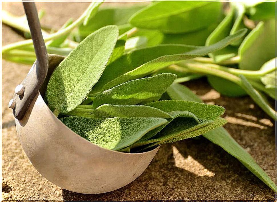 sage to fight gingivitis