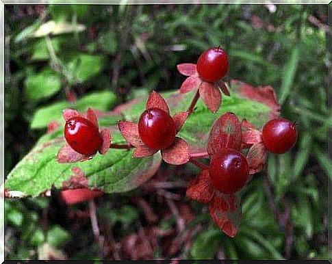 grow blueberries