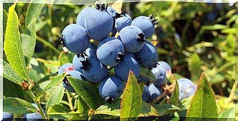 grow blueberries