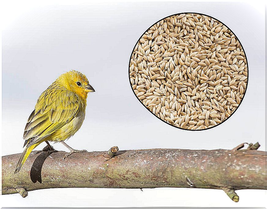 Canary seed for weight loss