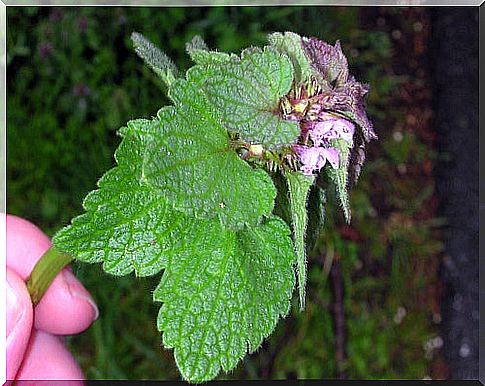 nettle infusions to stop snoring