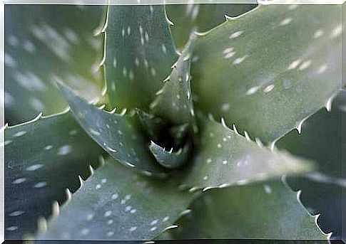 a natural soap with aloe vera