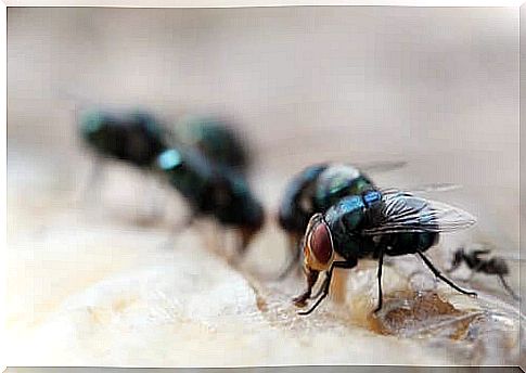 Flies on a surface. 