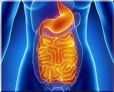 Healthy digestive system.