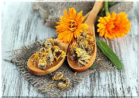 Benefits of calendula for reducing varicose veins