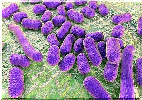 Germs can be bacteria.