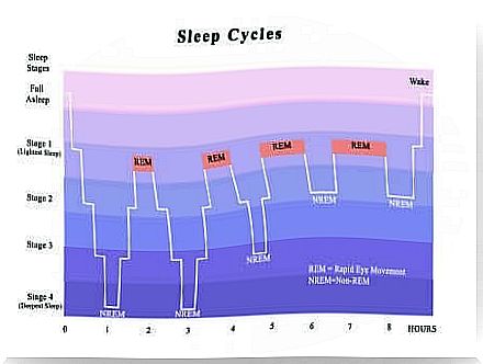 The cycles of sleep in diagram.